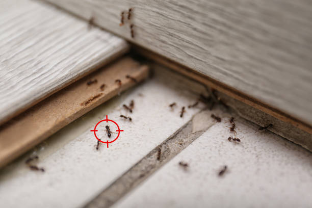 Best Ant Control Services  in Nashville, MI