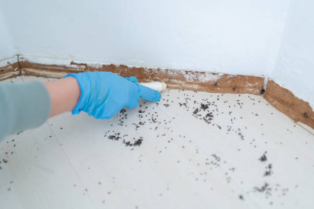 Best Cockroach Control Services  in Nashville, MI